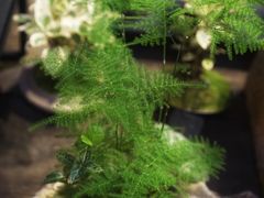 -植觉