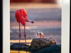 -罗红摄影艺术馆