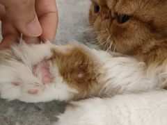 -More Fun猫咖 二十只万元加菲主题