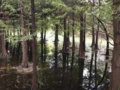 -溱湖国家湿地公园