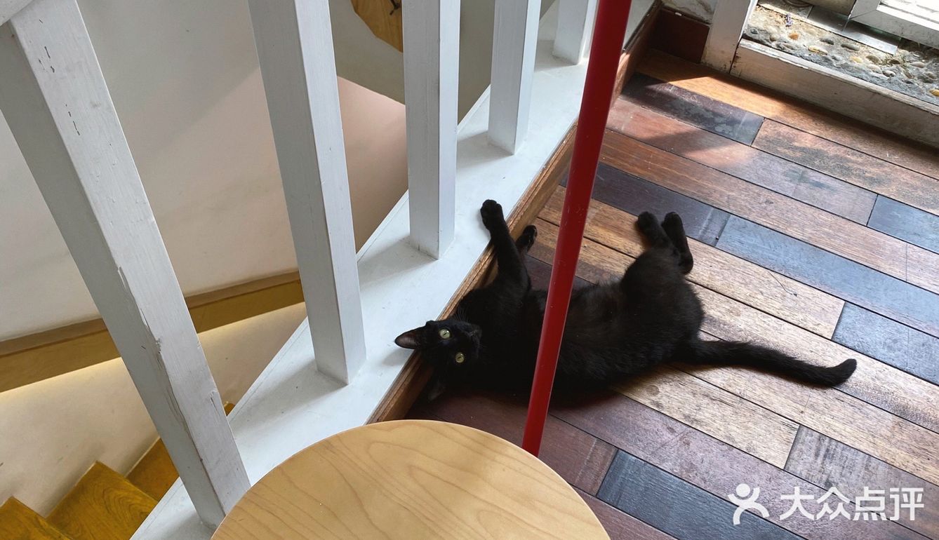 店里有只黑猫会固定时间来玩，没忍住给猫猫拍了很多照片