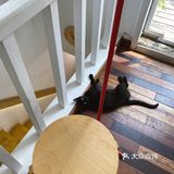 店里有只黑猫会固定时间来玩，没忍住给猫猫拍了很多照片