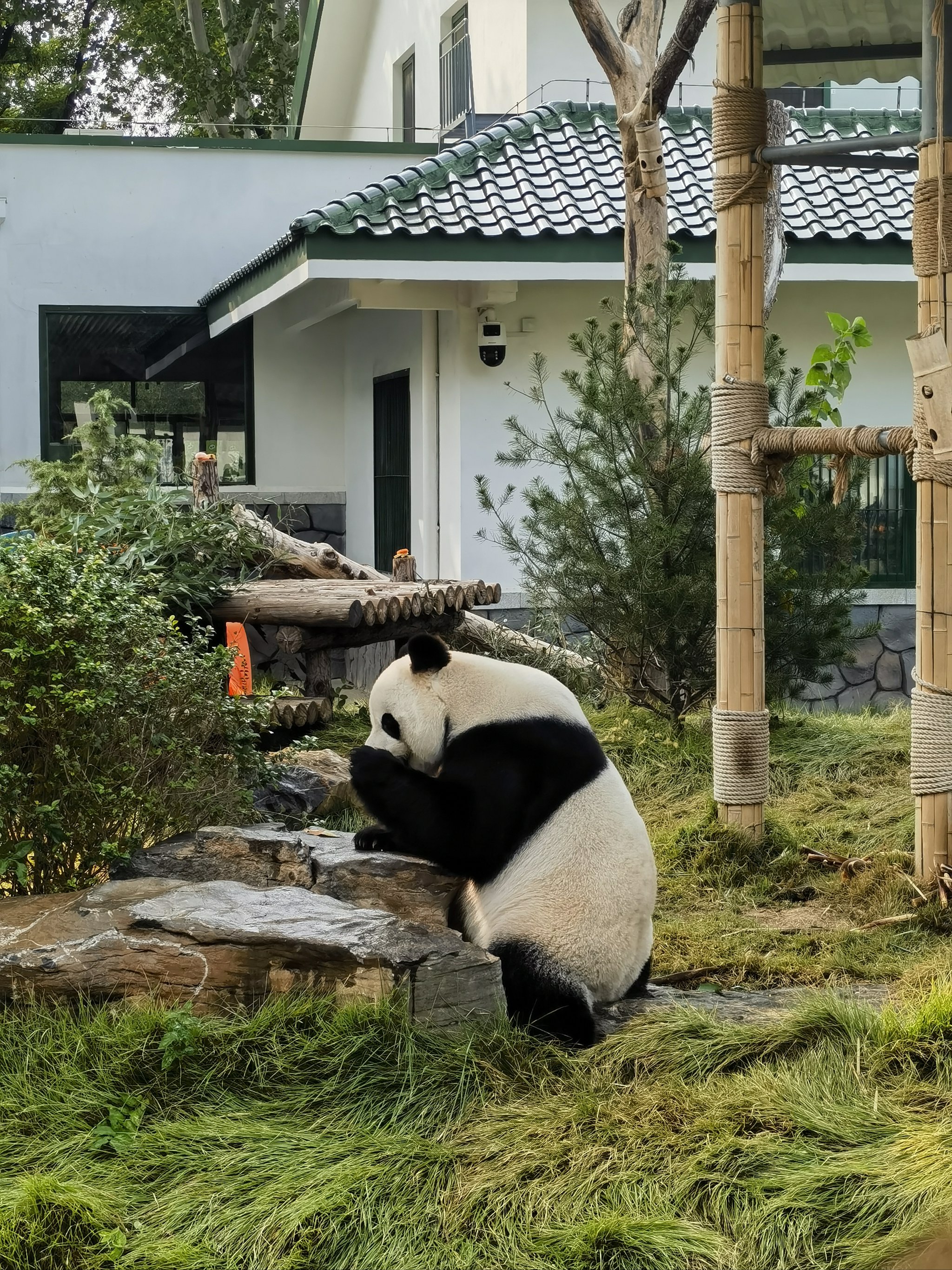 大熊猫生活环境图片