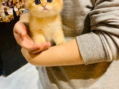-欣宠猫屋·矮脚拿破仑·蓝金金渐层