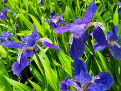 -武清南湖绿博园