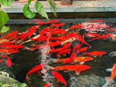 -野蔓果·山野菜(西湖景区·龙井茶田店)