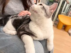 -有喵·猫咖·狗咖·30几只猫10只小狗(岗厦店)