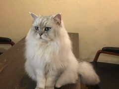-猫友咖啡店(玉林西路店)