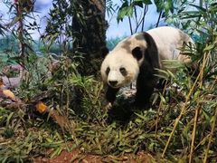 -陕西自然博物馆