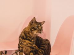 -三花喵·撸猫购宠·宠物生活馆(虹桥南丰城店)