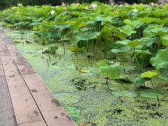 -梁鸿国家湿地公园