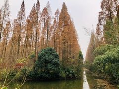 -东平国家森林公园