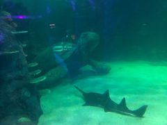 -悉尼海洋生物水族馆