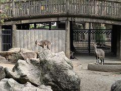 -成都动物园
