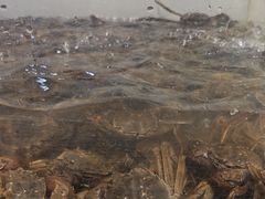 -金滏山烤肉·海鲜·火锅自助餐厅(襄阳万达店)