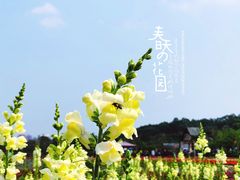 -丹樱生态园