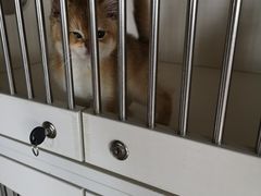 -东方名猫馆·英短金渐层布偶猫舍(环线广场1号楼店)