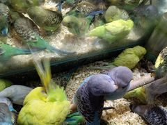 -青石桥花鸟鱼虫市场(叠翠城店)