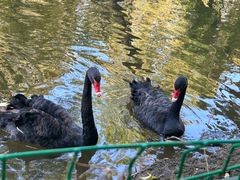 -长白岛森林公园