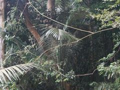 -海南霸王岭国家森林公园