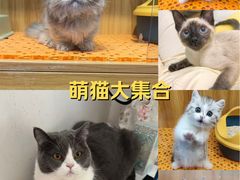 -欣宠猫屋·矮脚拿破仑·蓝金金渐层