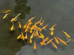 -觀芷隐轩