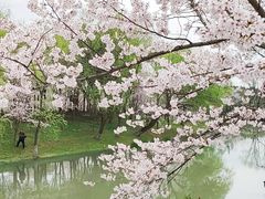 -顾村公园