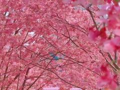 -漫花庄园