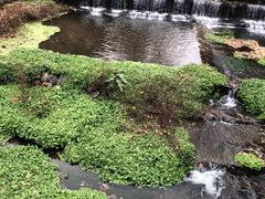 -Local泰莲庭(虹鳟鱼店)