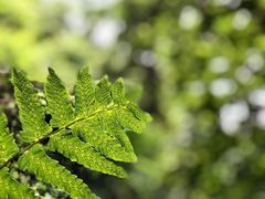 -南宁良凤江国家森林公园