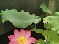 -石家庄市植物园