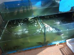 -大鹅岛灶台鱼·铁锅炖(水库路店)