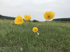 -塞罕坝国家级自然保护区