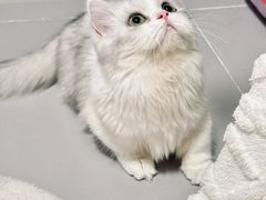 -Bastet sally猫舍购宠(静安店)