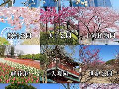 -顾村公园