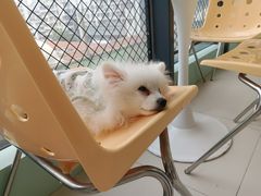 -怪兽屋·羊驼·猫咖·狗咖(俊华广场店)