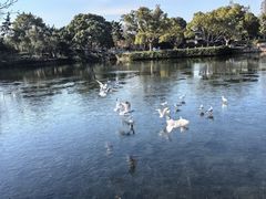 -无锡蠡湖国家湿地公园-蠡园