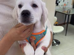 -翊宠yipet猫狗购宠庄园