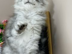 -小猫来了·猫舍(红山六九七九店)