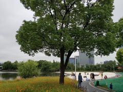 -大宁郁金香公园-停车场