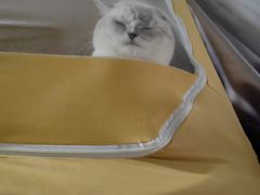 -伟伟宠物医院·瑞派猫友好医院·猫科(光谷店)