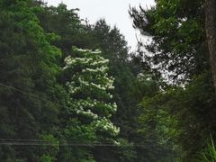 -大围山国家森林公园
