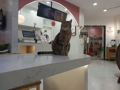-喵园·猫主题咖啡厅·撸猫·猫咖(国贸店)