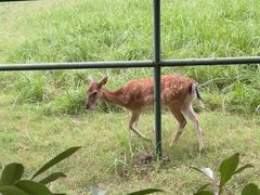 -合肥野生动物园