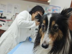 -美联众合动物医院·24h转诊中心
