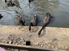 -沈阳鸟岛