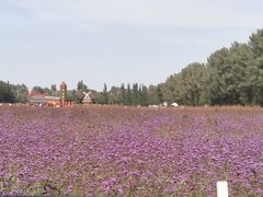 -金塔沙漠胡杨林景区
