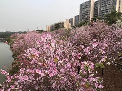 -广东花都湖国家湿地公园