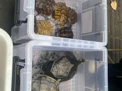 -青石桥花鸟鱼虫市场(叠翠城店)