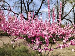 -永定河休闲森林公园